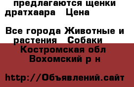 предлагаются щенки дратхаара › Цена ­ 20 000 - Все города Животные и растения » Собаки   . Костромская обл.,Вохомский р-н